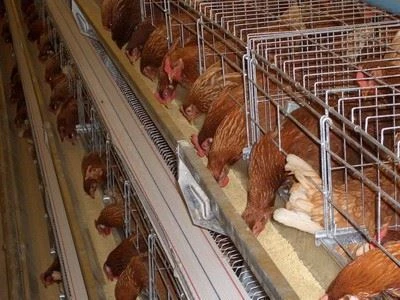 A Frame Layer Battery Cage suppliers